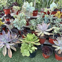 Variety Of Succulents Plants 
