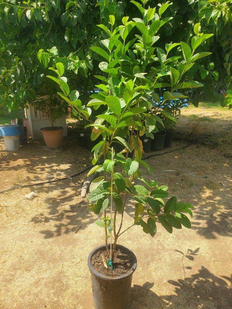 Guava Plants.