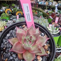 Succulent  plants  Korean imported rooted