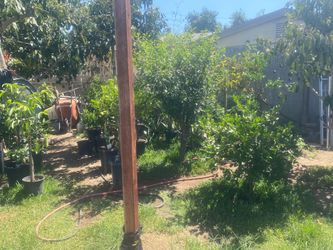 Seedless Lime Trees!