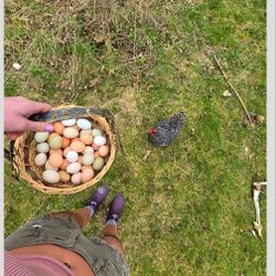 eggs