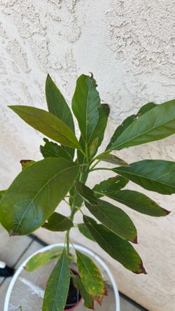 Avocado tree