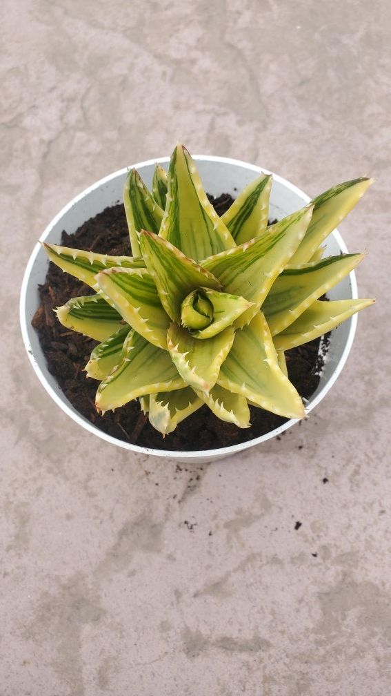 Aloe Nobilis - Variegated Goldtooth Aloe - Succulent