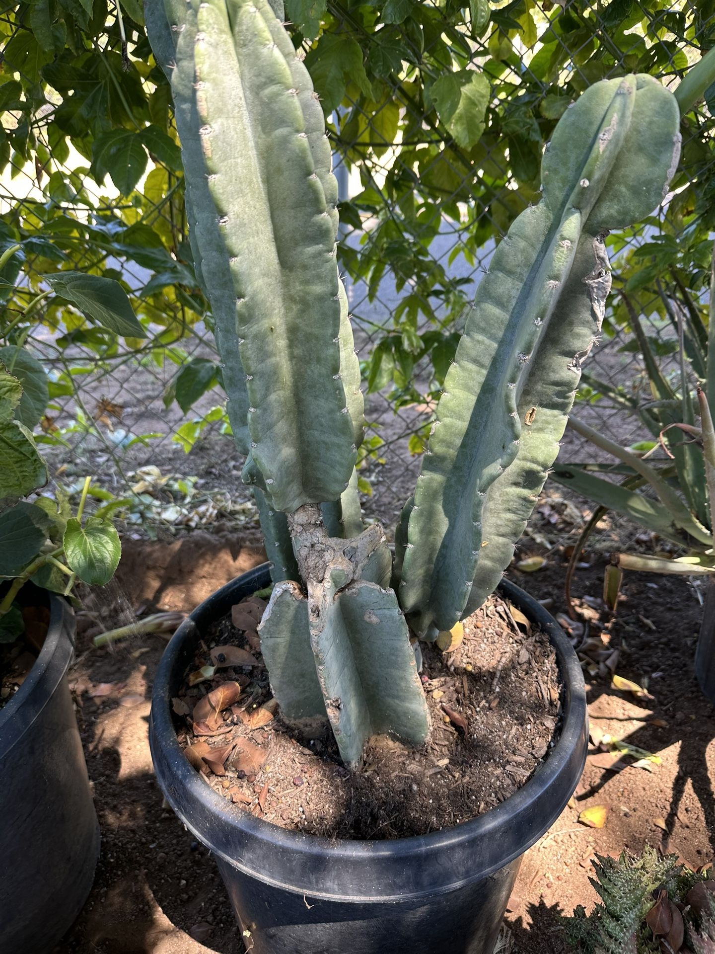 Cactus Plant On 15 Gallons
