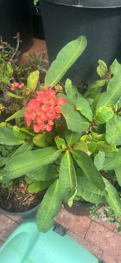 Planta Corona De Cristo 