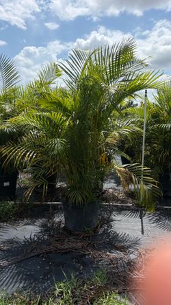 Areca palms