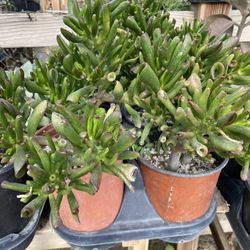 Sherk Ears Plant In Gallon Pot 