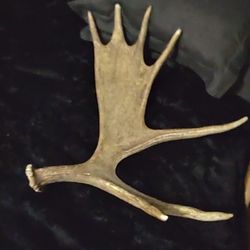 Moose Antler Shed