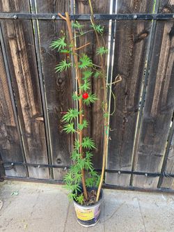 1 gal cardinal climber vine plant
