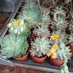 Mix Succulents Plant 