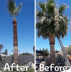 Palm Tree Trim!!!