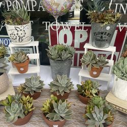 Succulents
