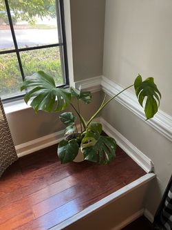 Thai Constellation Monstera