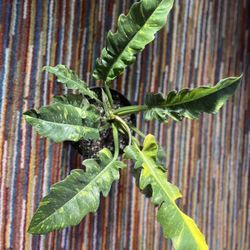 Ring Of Fire Philodendron 