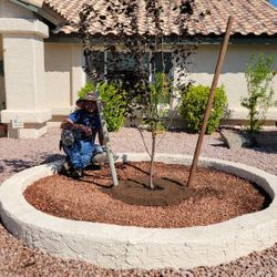 Tree 🌳 and Shrub 🪴 Planting- Landscaping 