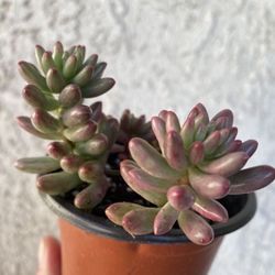 4 Inch Pot Succulent Plant - Sedum Rubrotinctum - Sedum Aurora Pink Jelly Bean - Rooted & Established Plant - Drought Resistant - 🪴