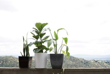 Modern Minimalist Pots for HousePlants and Trees