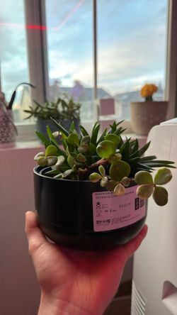 Succulent bowl