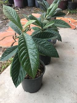 Loquat ( misperos) plant