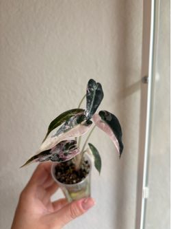 Alocasia Pink Bambino