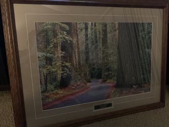 Redwood Road Framed picture