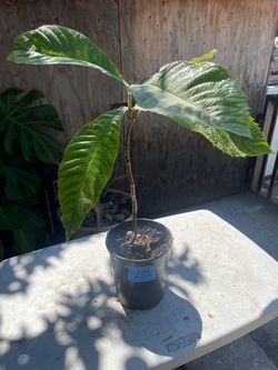 Árboles de nísperos / Loquat trees