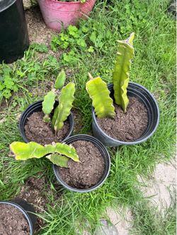 White flesh Dragon fruit plants.
