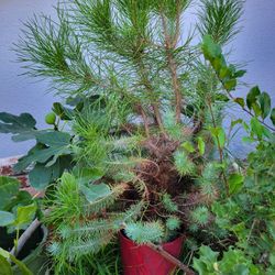 Pine   Tree(buy one get one %50 off)