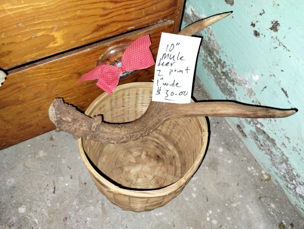2 Point 10 Inch Mule Antler