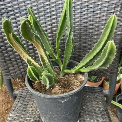 Stapelia Gigantea, Starfish Flower Succulent one gallons size pot