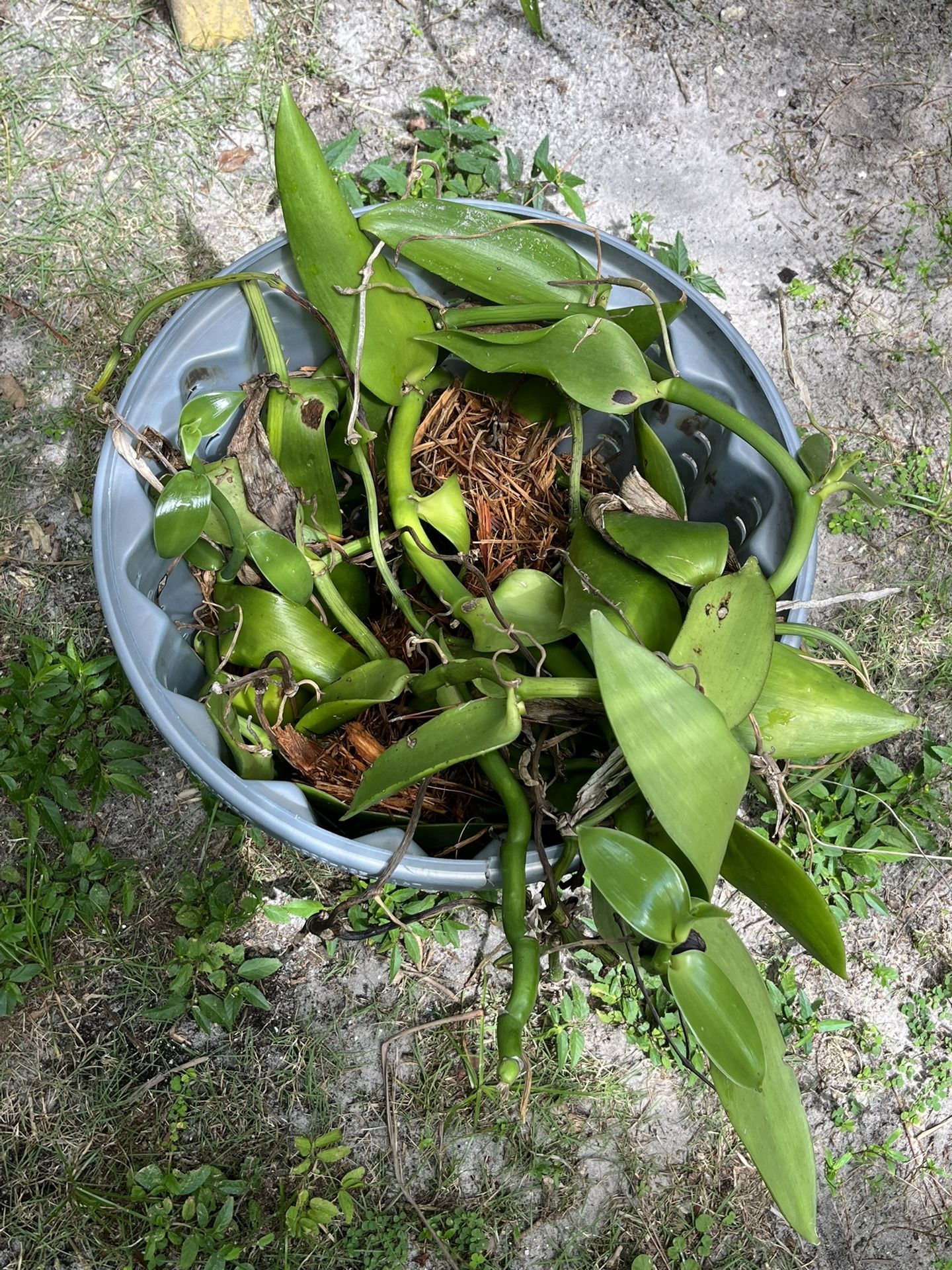 big bucket o Vanilla pompona orchid