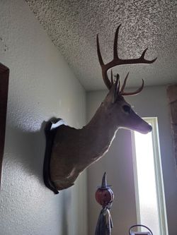 Two Deer Heads