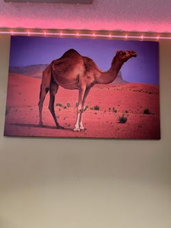 Camel Painting