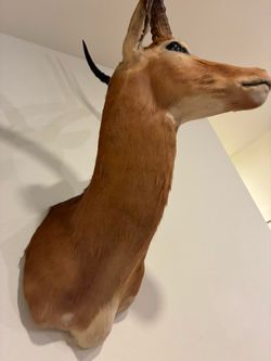 Taxidermy impala