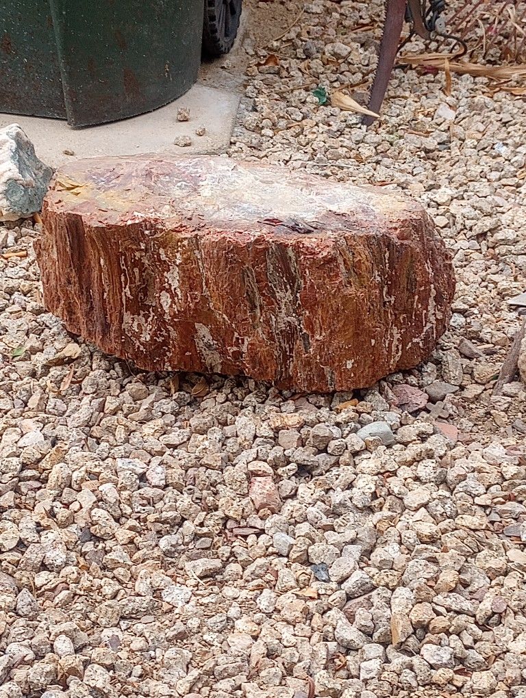 Arizona Rainbow Petrified Wood