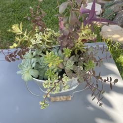 Succulent Arrangements