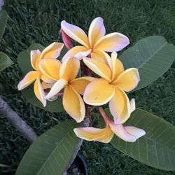 Plumeria 