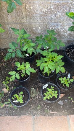 Tomato Plants