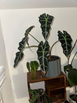 Alocasia Polly Corm
