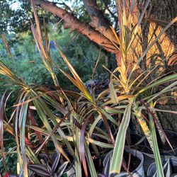 Dragon Tree / Dracaena Marginata