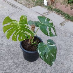 Monstera Thai Constellation Plant 