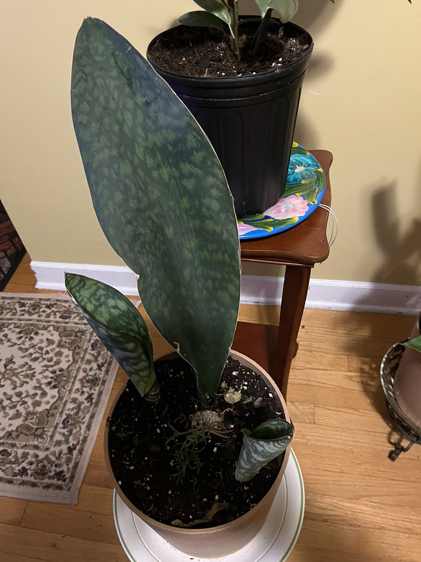 🐋Whale Fin Plant🐋