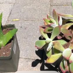 Chenille And Mitre Plants