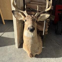 Deer Mount