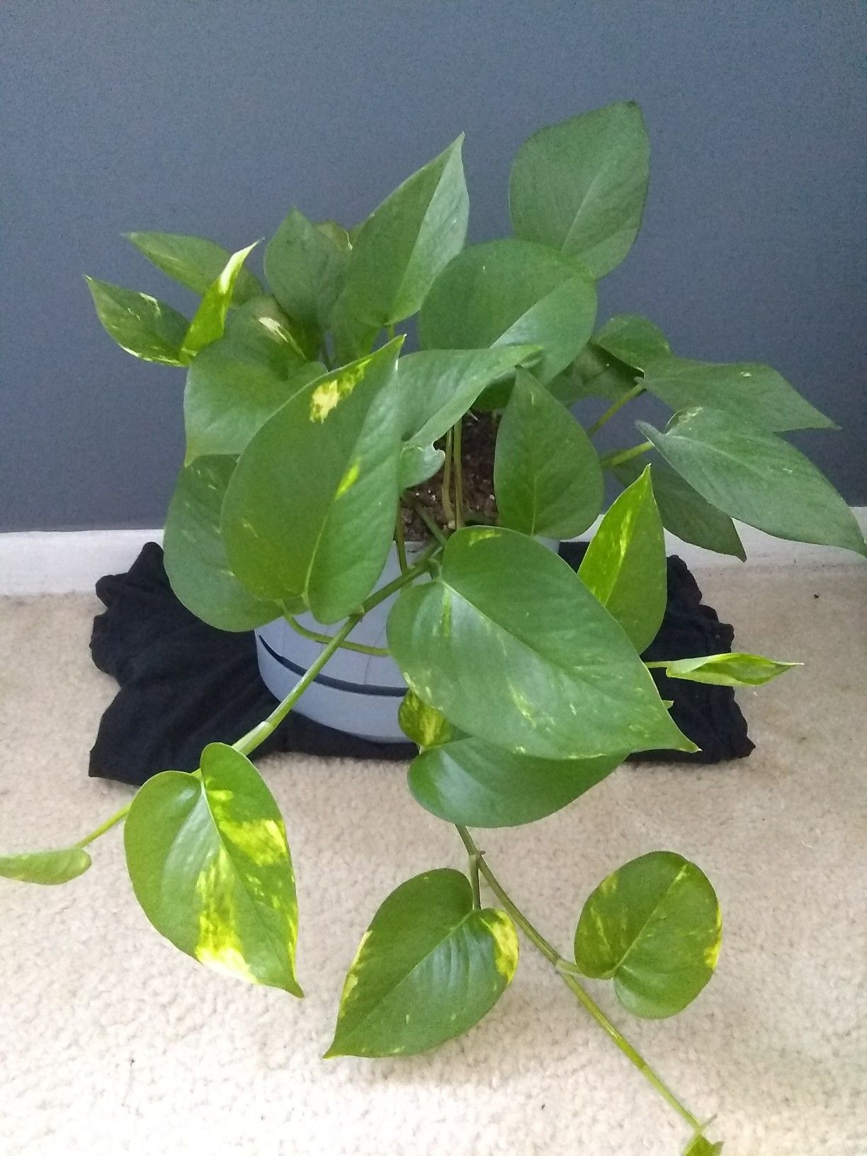 Golden Pothos