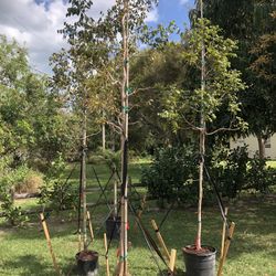 New Builder Special West Indian Mahogany Trees