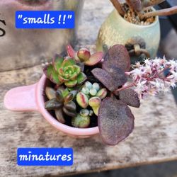 SMALL SUCCULENTS PLUS MORE. SALE TODAY IN SAN LORENZO