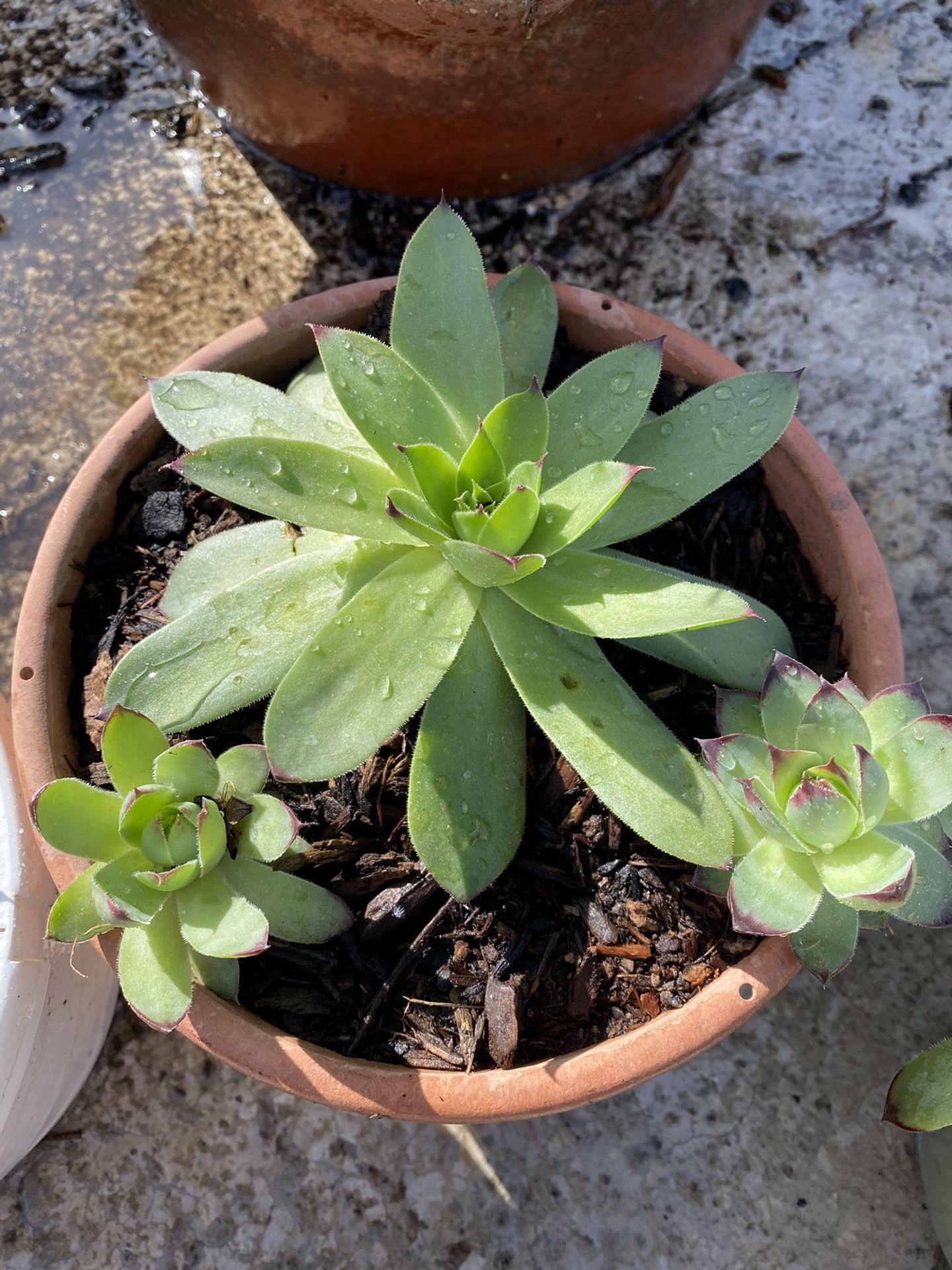 Propagate Succulent Plant
