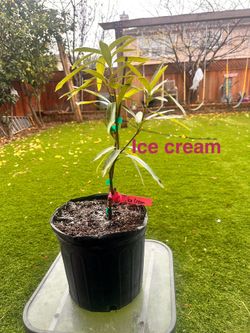 Ice Cream Mango Grafted Tree