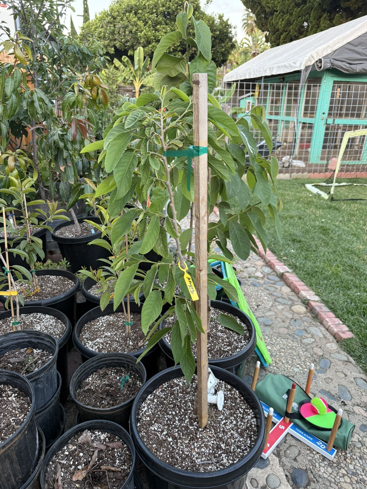 Cherimoya And Atemoya Trees, Grafted In 15 Gallon
